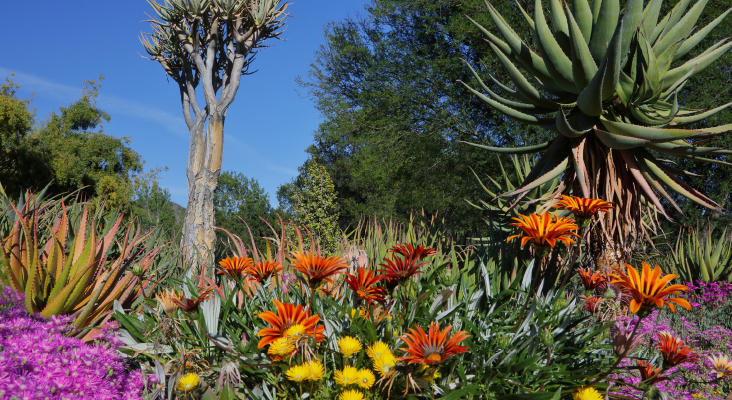 Succulents and cacti